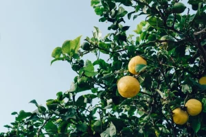 close-up-lemons-tree