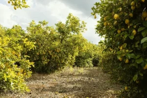 fresh-orange-trees-harvested