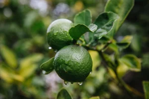 green-round-fruit-close-up
