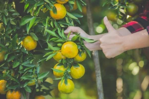young-woman-garden-harvest-orange-garden